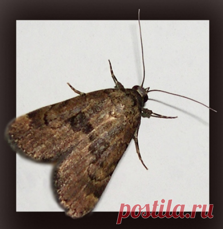 Хорошая моль — мертвая моль