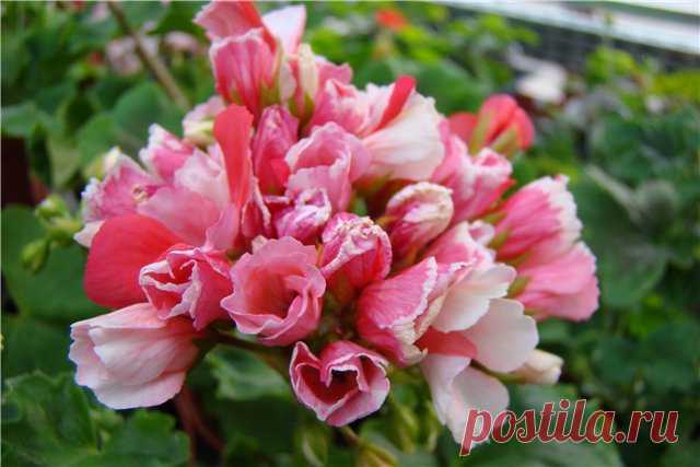 Герань тюльпановидная (36 фото): сорта, семена пеларгонии почтой в Украине, Herma, Марбаска, Patricia Andrea