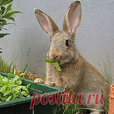 кролики | Фотографии и советы на Постиле | Постила