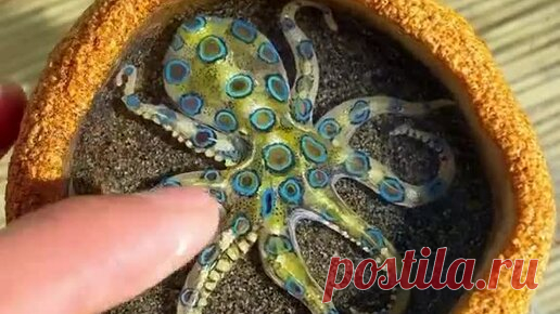 ИНОСМИ | Золотые руки — все что нужно, чтобы получился шедевр