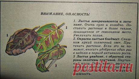 Марантовые - советы журнала "Цветоводство" - Форум цветоводов Фрау Флора