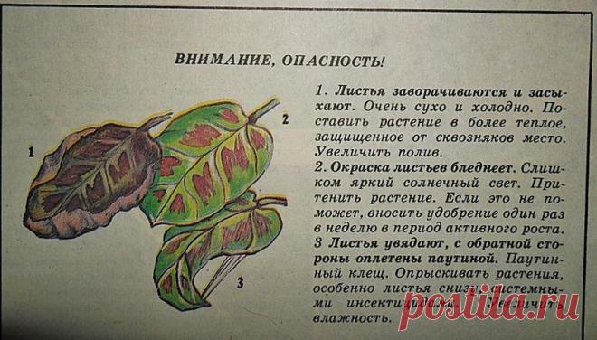 Марантовые - советы журнала 
