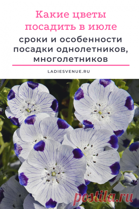 Какие цветы посадить в июле: сроки и особенности посадки однолетников, многолетников