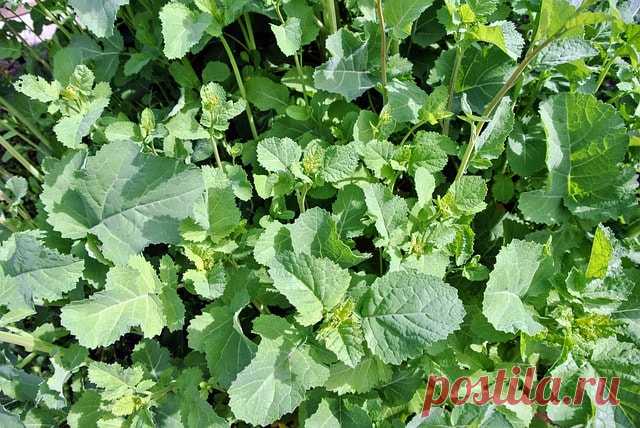 Что посадить после чеснока – 3 беспроигрышных варианта — AgroXXI