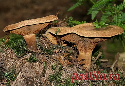 Свинушка: почему на самом деле в СССР запретили этот гриб