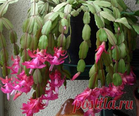 Декабрист: описание, уход и причины слабого цветения | Подмосковье