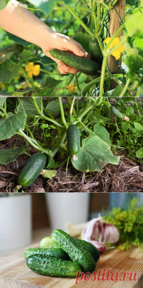 Что делать, если огурцы горчат, и почему это происходит?