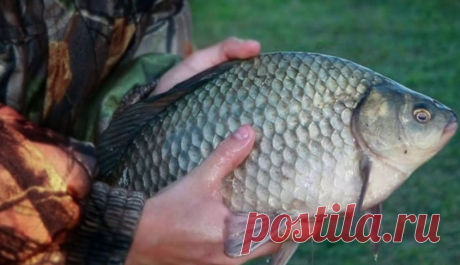 Как ловить только крупного карася? Рабочие советы🐟 | Мега Рыбак | Яндекс Дзен