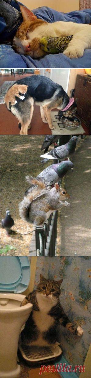 братья наши меньшие