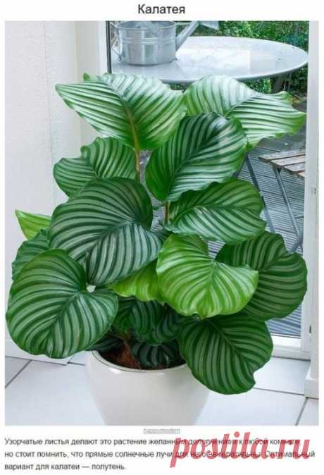 10 домашних растений, которые могут выжить даже в самом темном углу