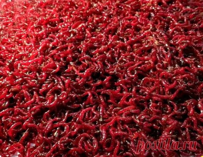 Мотыль, добытый лично! Как провести операцию «Черпак»? | Рыбалка для людей | Яндекс Дзен