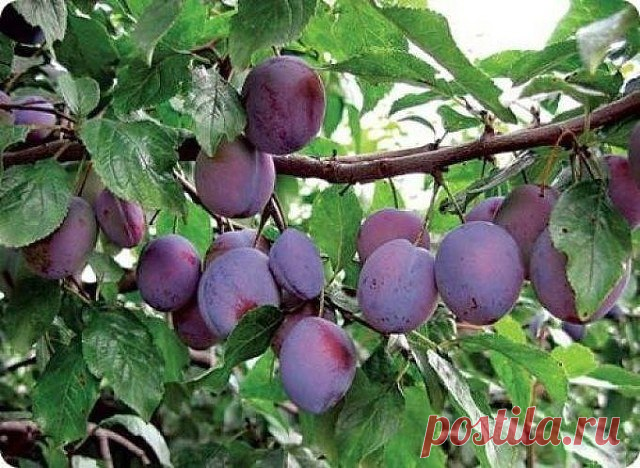 УДОБРЯЕМ СЛИВУ ПРАВИЛЬНО
Сохраните, чтобы не потерять!

1. В течение первого года после посадки удобрять сливу не нужно, а в последующие три года достаточно лишь внесения весной мочевины по 20 г на 1 кв.м.

2. После начала плодоношения каждый год на 1 м2приствольного круга вносят 10 кг навоза или компоста, 25 г мочевины, 60 г простого или двойного суперфосфата, 20 г хлористого калия или 200 г древесной золы.
3. Во время полного плодоношения норму органических удобрений уве...