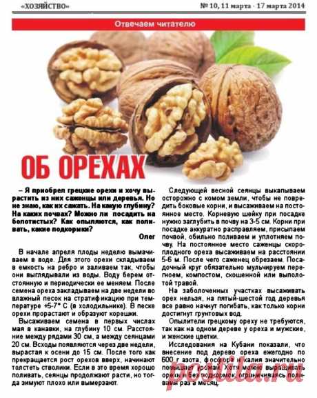 Грецкие орехи