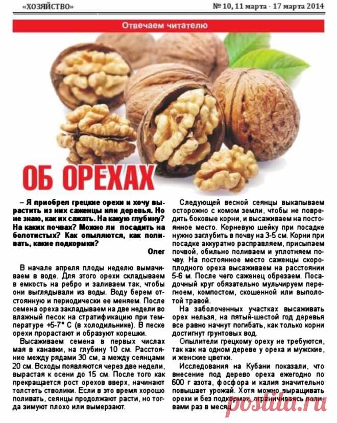 Грецкие орехи