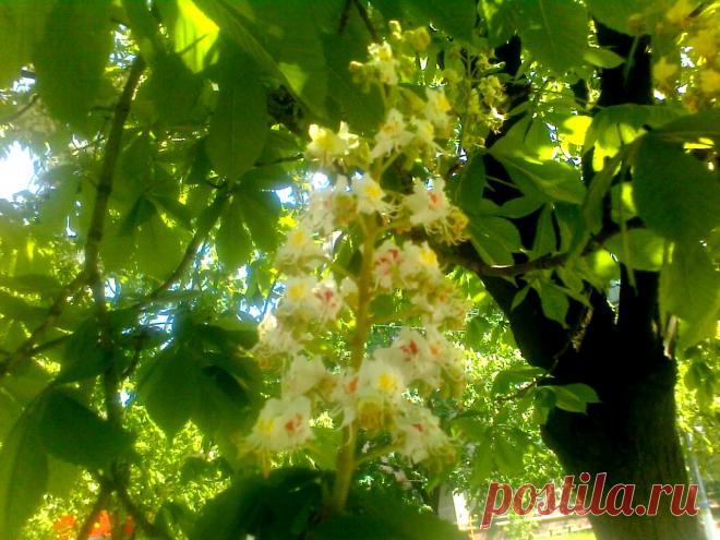 Свечи каштанов (Юрий Михайлов) 
Это ты зажигаешь свечи каштанов,
Бросишь взгляд, и они навстречу качнутся.
Я ведуньей тебя называть не устану,
Без тебя этот мир, как дворняга куцый.
Чтоб увидеть в оконце автомобиля
Этот пляс вождел…