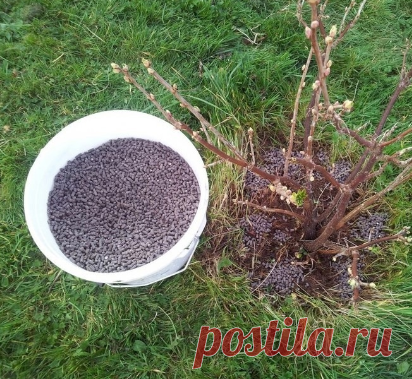 Правильный уход за смородиной
⠀
1. Замульчируйте почву под растениями, чтобы не только сохранить влагу, но и уничтожить такого опасного вредителя черной смородины, как крыжовниковая огневка.
⠀
Подходящие для этого материалы – торф, компост и песок, насыпьте их слоем 10–12 см. Можно застелить приствольный круг темной пленкой, мульчирующей бумагой, а в центр куста засыпать землю холмиком высотой 15–18 см.
2. В средней полосе черная смородина обычно цветет с 8 по 17 мая. На э...