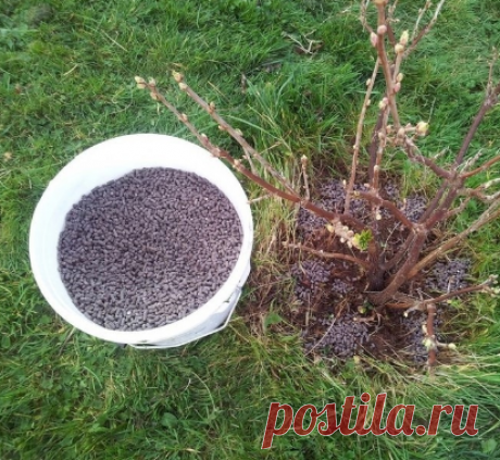 Правильный уход за смородиной
⠀
1. Замульчируйте почву под растениями, чтобы не только сохранить влагу, но и уничтожить такого опасного вредителя черной смородины, как крыжовниковая огневка.
⠀
Подходящие для этого материалы – торф, компост и песок, насыпьте их слоем 10–12 см. Можно застелить приствольный круг темной пленкой, мульчирующей бумагой, а в центр куста засыпать землю холмиком высотой 15–18 см.
2. В средней полосе черная смородина обычно цветет с 8 по 17 мая. На э...