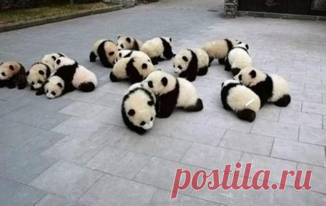 Потрясающие фото детенышей панды, которые поднимут вам настроение