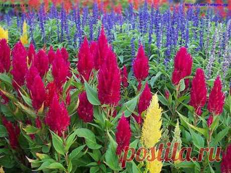 ЦВЕТОК ***ЦЕЛОЗИЯ*** Для Вас, дорогие!!!