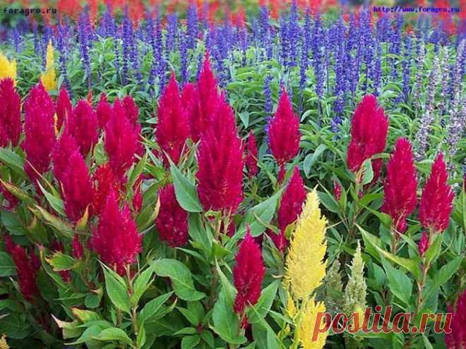 ЦВЕТОК ***ЦЕЛОЗИЯ*** Для Вас, дорогие!!!