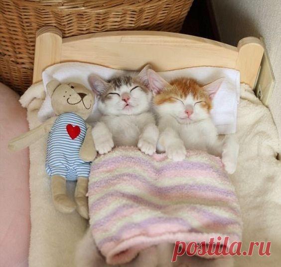 Популярные записи по теме «животные» | Кошки | Kittens cutest, Cute cats, Kittens