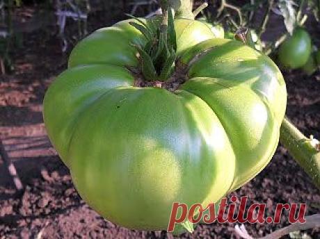 Вкусный Огород: Сорта помидоров для Сибири, А - Я

Помидорам приходится выдерживать весенние и осенние заморозки, а также большие перепады температур в течение всего периода вегетации. Здесь приводятся некоторые распространенные сорта помидоров,  используемые для выращивания в Сибири.