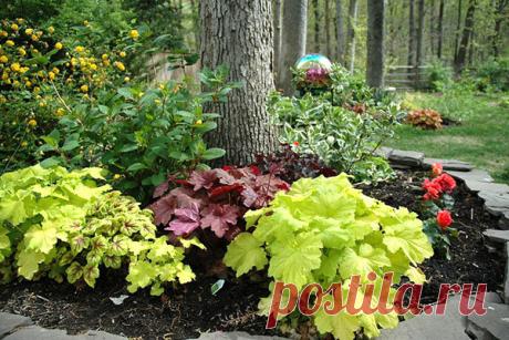 Моноцветник из гейхер | Наталья Кудрявцева | Яндекс Дзен