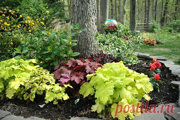 Моноцветник из гейхер | Наталья Кудрявцева | Яндекс Дзен