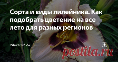 Сорта и виды лилейника. Как подобрать цветение на все лето для разных регионов Очень нарядный и «плодовитый» по цветению лилейник. Дает за период цветения 20-50 цветков. У нас растут у всех или дикорастущие или гибридные формы. Цветоводы знают, а теперь и мы), что определить качество сорта можно по количеству боковых веточек и V-расхождению на верхушке. Чем больше ответвлений, тем дольше и обильнее цветение.
Дикие или природные лилейники
Самые мощные, неприхотливые
