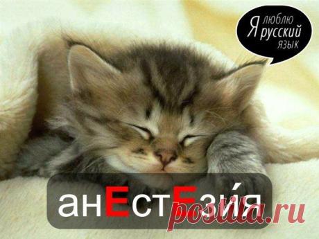Стена