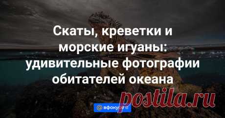 Скаты, креветки и морские игуаны: удивительные фотографии обитателей океана Опубликован список финалистов фотоконкурса Ocean Photographer Of The Year.