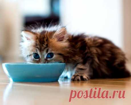 Чем кормить котенка в месяц?