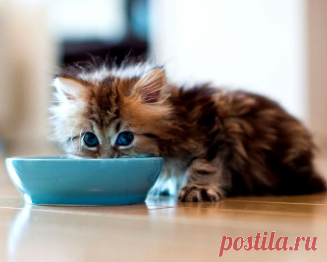 Чем кормить котенка в месяц?