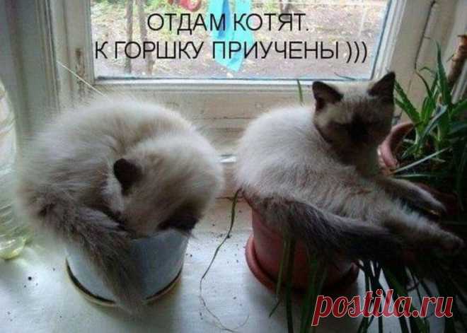 смешные картинки с надписями: 29 тыс изображений найдено в Яндекс.Картинках