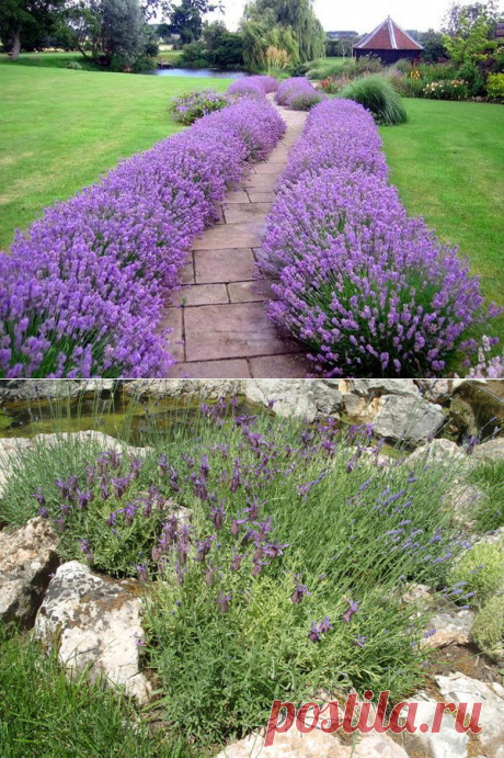 Лаванда: сорта, особенности посадки и ухода за лавандой