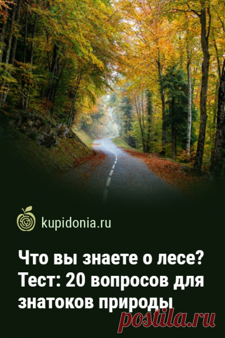 Что вы знаете о лесе? Тест: 20 вопросов для знатоков природы. Лес — место, где мы отдыхаем душой и  приобщаясь к природе. Но многие ли из нас хорошо знают его? Давайте проверим, как обстоят дела с этим вопросом у вас. Для этого мы подготовили интересный тест из 20 вопросов о лесе.