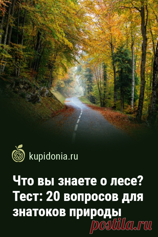 Что вы знаете о лесе? Тест: 20 вопросов для знатоков природы. Лес — место, где мы отдыхаем душой и  приобщаясь к природе. Но многие ли из нас хорошо знают его? Давайте проверим, как обстоят дела с этим вопросом у вас. Для этого мы подготовили интересный тест из 20 вопросов о лесе.