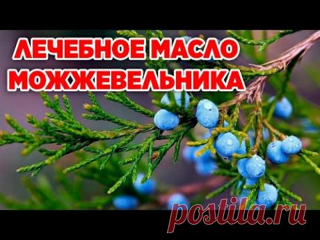 ЧУДО РАСТЕНИЕ МОЖЖЕВЕЛЬНИК ОБЫКНОВЕННЫЙ