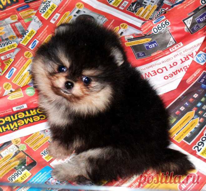Мальчик №1 www.hati-kiss.ru