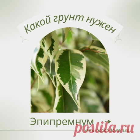 Эпипремнум. Какой грунт нужен? Интересуетесь Эпипремнум. Какой грунт нужен? ? Узнайте о разнообразных представителях этого вида, их уникальных особенностях и преимуществах. Получите полезные советы по уходу за Эпипремнум. Какой грунт нужен? в домашних условиях, включая требования к освещению, поливу, температуре и влажности.