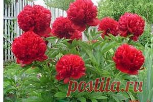 Вальяжный пион - замена капризной розе | Социальная сеть KP.RU (автор Екатерина Рожаева)