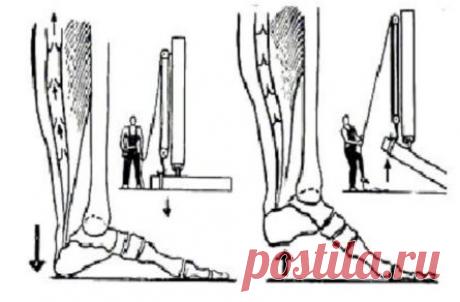 Виброгимнастика академика А. А. Микулина (отрывок из его книги «Активное долголетие») | AntiLoh.info