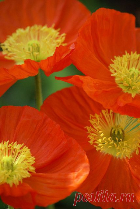 Poppies