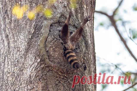 Определены самые смешные фото дикой природы 2020 года - Новости Mail.ru