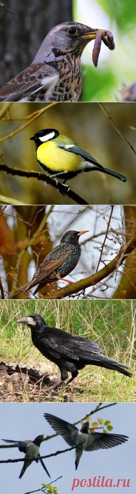 (+1) тема - Насекомоядные птицы — лучшие защитники сада и огорода | 6 соток