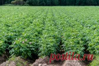 Зачем окучивать? Что вы не знали о картофеле, но стеснялись спросить Распространённое мнение – картофель окучивают, чтобы на стеблях образовывались придаточные корни и растение получало дополнительное питание. Однако это не так.