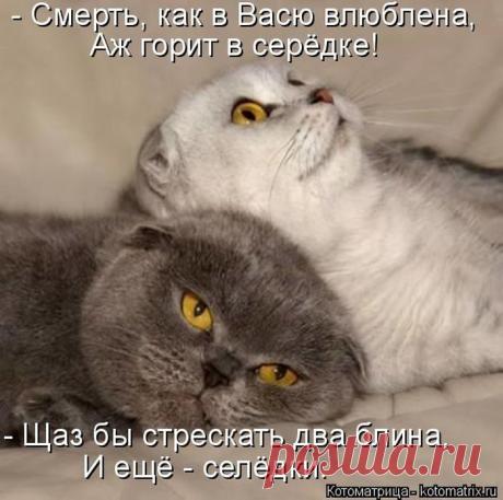 ЛУЧШИЕ ПРИКОЛЫ 2016