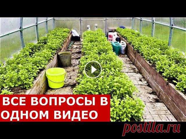Зачем сеять сидераты? Сидераты осенью. Сев сидератов от сорняков. Сидераты после картошки от проволочника.Помощь каналу, карта Сбербанка - 4276 3800 7...