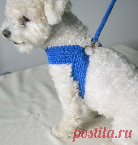Friendly DOG harness, Matching leash, Dog cotton harness \\ Pet harnesse - Ready to SHIP