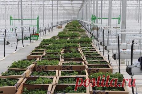 Обзор: в марте 2019 в России открылось 17 предприятий агропрома В марте открылось 17 новых предприятий агропрома, из нах 12 сравнительно крупных. Инвесторы особенно порадовали вводом новых тепличных комплексов —